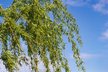 Weeping willow at blue sky background in spring