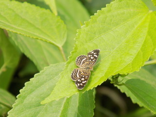 butterfly on green leaf