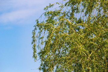 Weeping willow at blue sky background in spring