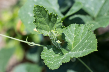 Green leaf of Yellow pumpkin plant