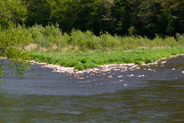 Poprad River in may, near Rytro Village, Beskid Sadecki Mountains, Poland.
