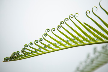 beautiful leaf plants with curls on white background and copy space for text