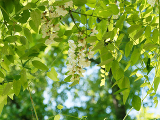 Robinia pseudoacacia | Robinier faux-acacia en fleurs