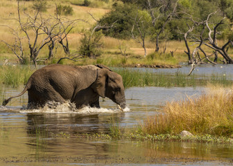 Elephant playing in the water