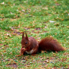 Naklejka na ściany i meble Squirrel, scientific Sciurus vulgaris, sitting on a lawn and holding an acorn.