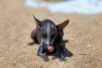 xoloitzcuintle , Mexican Hairless Dog