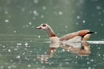 Close-up of an Egyptian goose (Alopochen aegyptiaca) swimming in pollen covered water © Thomas Marx