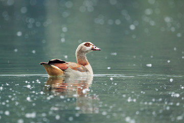 Egyptian goose (Alopochen aegyptiaca) swims in lake with pollen