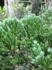 green pine needles