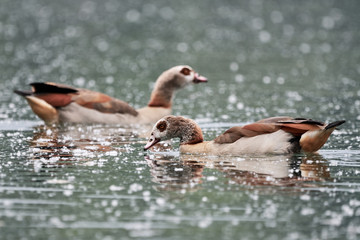 Two Egyptian geese (Alopochen aegyptiaca) swim in lake covered with pollen