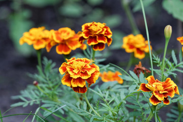 Closeup marigold flowers against blurred nature background. Shallow focus.