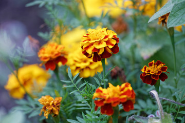 Closeup marigold flowers against blurred nature background. Shallow focus.