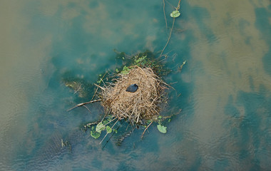 Coot, scientific name Fulica atra, breeding in a nest of reeds in a river with reflecting clouds