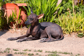 xoloitzcuintle , Mexican Hairless Dog