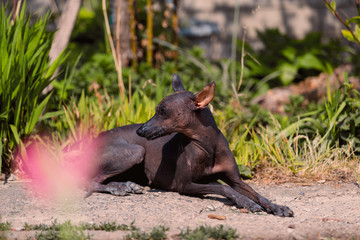 xoloitzcuintle , Mexican Hairless Dog