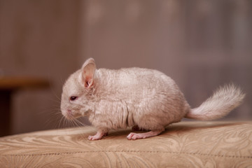 Our pets are small fluffy chinchillas