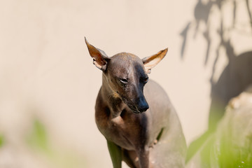 xoloitzcuintle , Mexican Hairless Dog