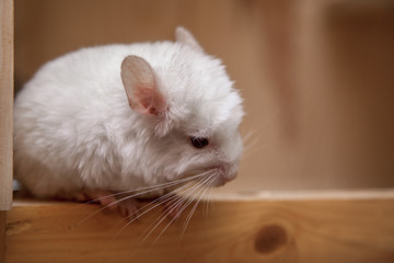 Obraz premium Our pets are small fluffy chinchillas