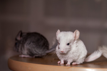 Our pets are small fluffy chinchillas