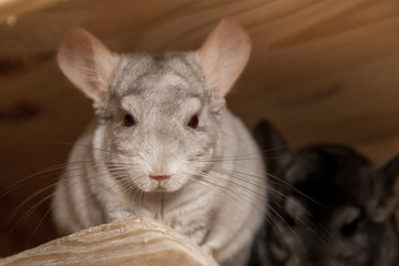 Our pets are small fluffy chinchillas