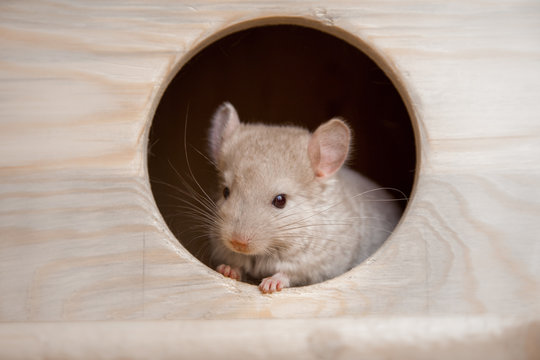 Chinchillas Bilder Durchsuchen 1,535 Archivfotos, und
