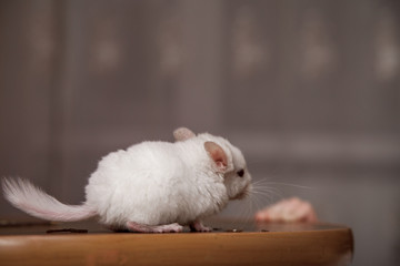 Obraz premium Our pets are small fluffy chinchillas