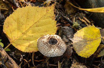 Macro picture of white mushroom with brown spots growing on forest floor surrounded by yellow fall leaves.