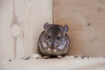 Our pets are small fluffy chinchillas