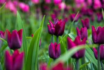 Fototapeta premium Tulips background. Nature concept - beautiful spring landscape with tulips flowers, selective focus. The texture of the flowers. Flowers postcards on a holiday, copy space. Purple tulips field. 