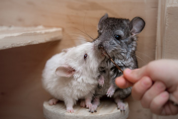 Our pets are small fluffy chinchillas