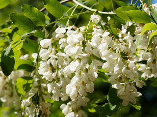 Robinia pseudoacacia | Robinier faux-acacia en fleurs