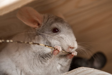 Our pets are small fluffy chinchillas