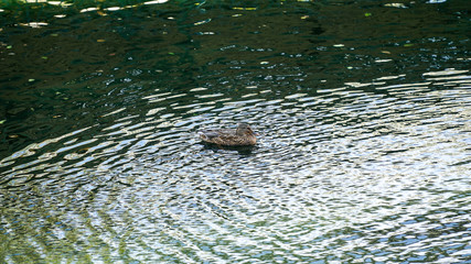 Duck relaxing in the lake