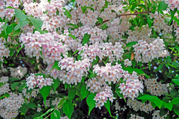 Kolkwitzie, Perlmuttstrauch