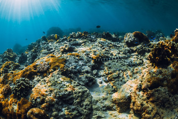 Naklejka na ściany i meble Underwater scene with corals and sea snake in tropical ocean