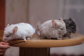 Obraz premium Our pets are small fluffy chinchillas