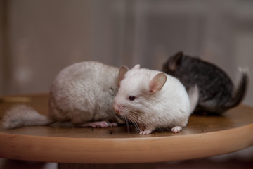 Our pets are small fluffy chinchillas