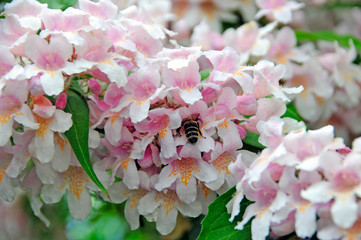 Kolkwitzie, Perlmuttstrauch