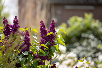 Lila Flieder im Cottage Garden