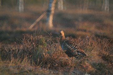 Black grouse or blackgame or blackcock (Lyrurus tetrix) lekking in the morning