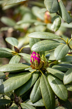 Knospe eines pinken Rhododendron, Blüte, Frühling