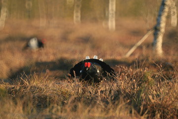 Black grouse or blackgame or blackcock (Lyrurus tetrix) lekking in the morning