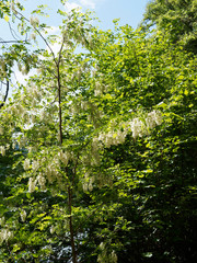 Fototapeta premium (Robinia pseudoacacia) Haut taillis ou haie de Robinier faux-acacia verdoyant aux rameaux garnis de grappes de fleurs papillonancées blanc pur au printemps