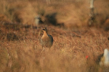 Black grouse or blackgame or blackcock (Lyrurus tetrix) lekking in the morning