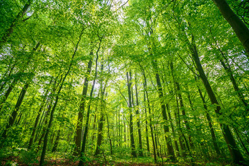 Green beech forest in the spring in vibrant colors