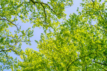 Beech trees with vibrant green leaves