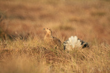 Black grouse or blackgame or blackcock (Lyrurus tetrix) lekking in the morning