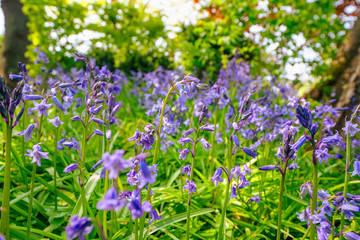 Obraz na płótnie Canvas Bluebell flowers on a wild meadow
