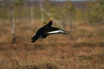 Black grouse or blackgame or blackcock (Lyrurus tetrix) lekking in the morning