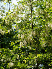 Fototapeta premium Robinia pseudoacacia | Robinier faux-acacia aux grappes de fleurs blanches pendantes et parfumées portées par des rameaux épineux portant des feuilles glabres ou folioles ovales
